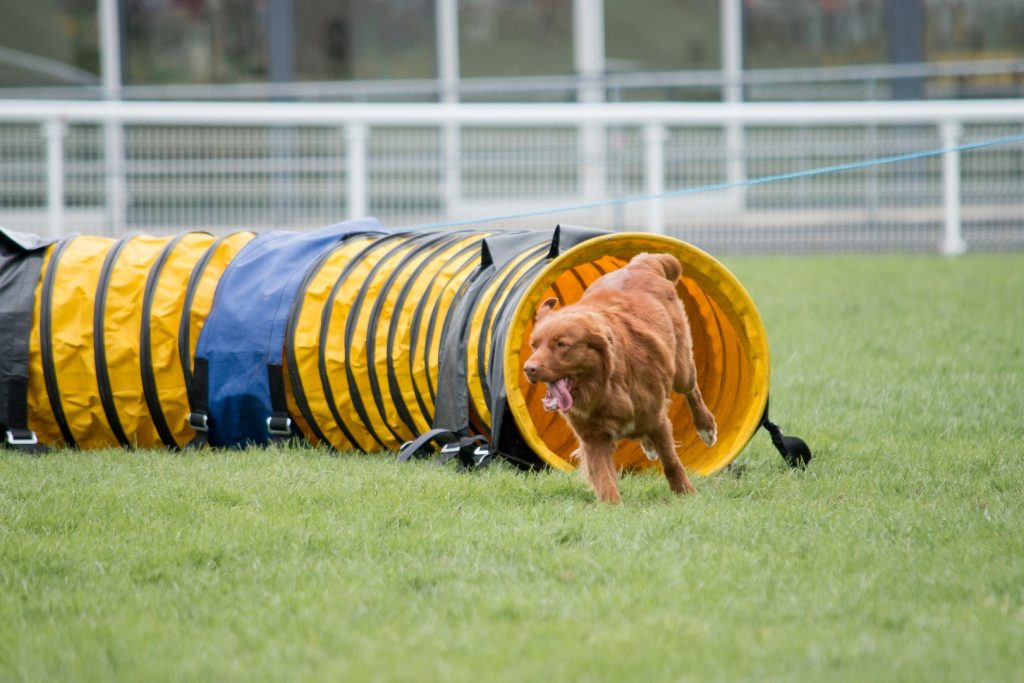 Golden retriever best sale agility training